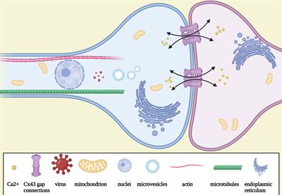 The Network of Tumor Microtubes: An Improperly Reactivated Neural Cell Network With Stemness Feature for Resistance and Recurrence in Gliomas